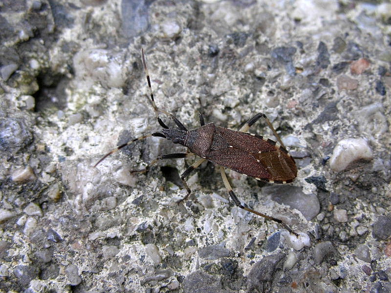 Dicranocephalus agilis